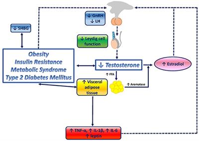 Metabolic Disorders and Male Hypogonadotropic Hypogonadism